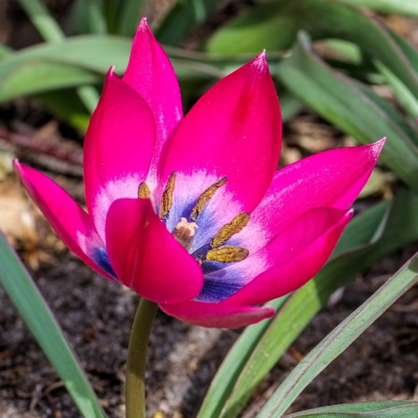 Tulipa humilis - Dwergtulp (Bloei)