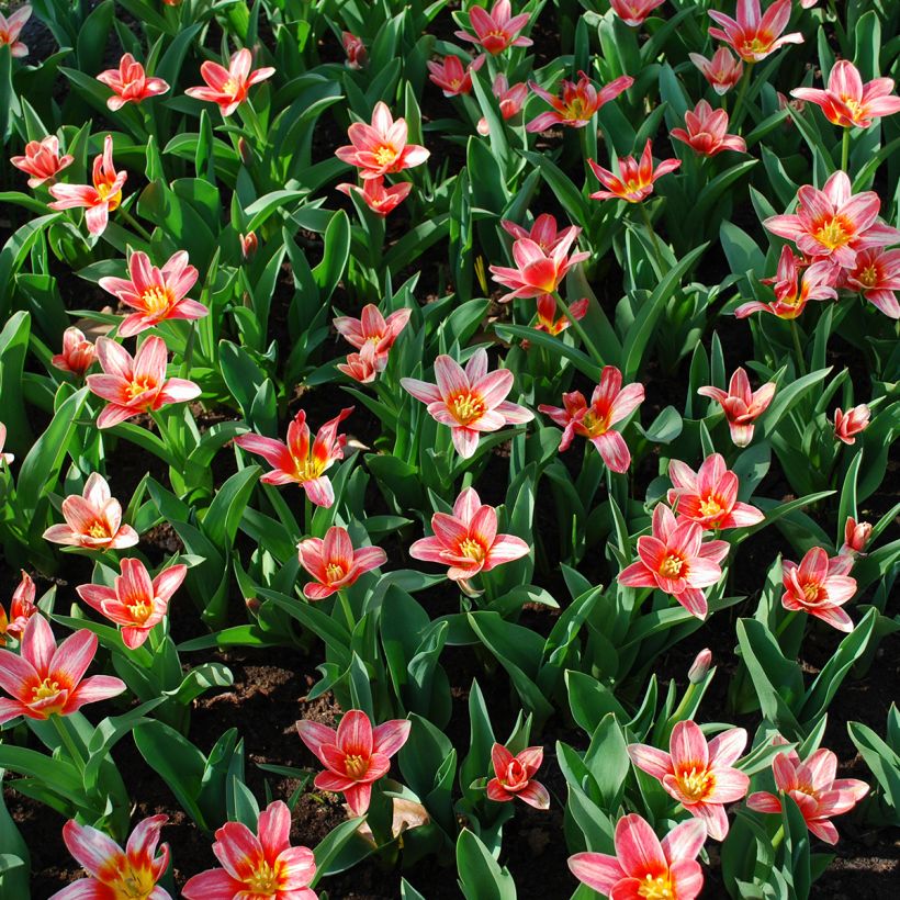 Tulipa kaufmanniana Fashion - Kaufmanniana tulp (Groeiplaats)
