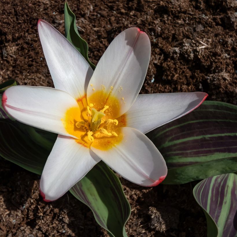 Tulipa kaufmanniana Heart's Delight - Kaufmanniana tulp (Bloei)