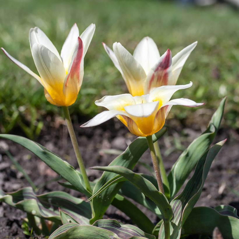 Tulipa kaufmanniana Johann Strauss - Kaufmanniana tulp (Groeiplaats)