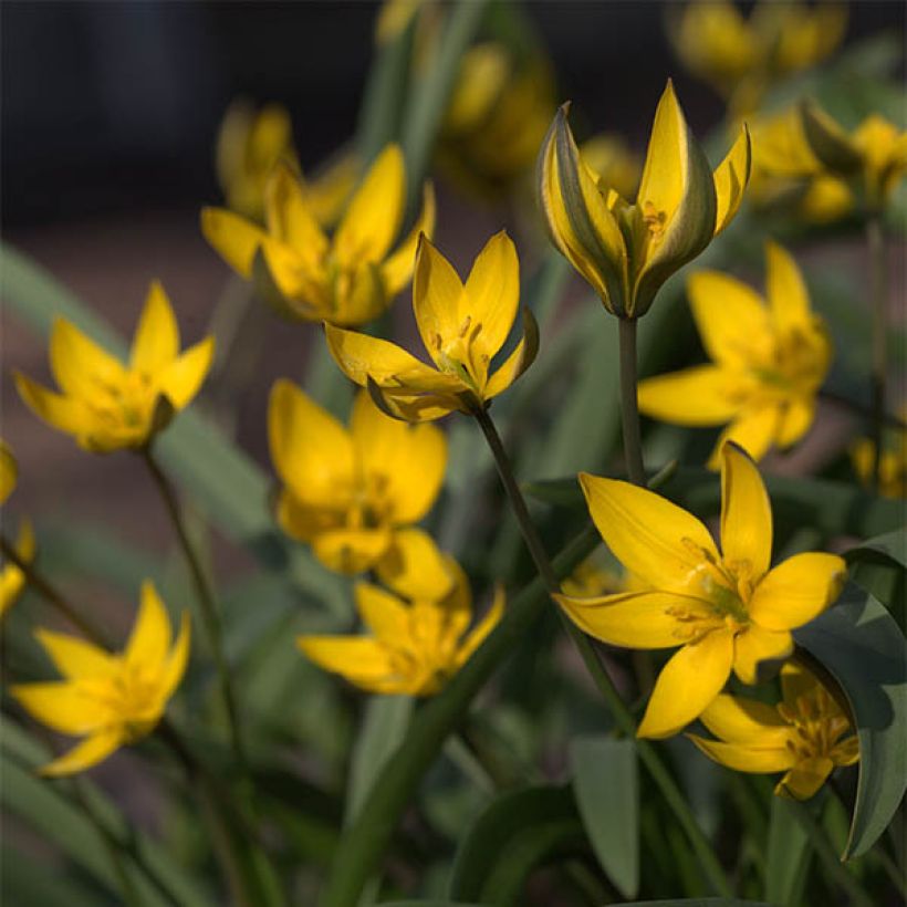 Tulipa neustruevae - Botanische tulp (Bloei)