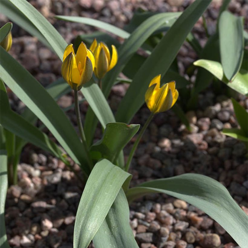Tulipa neustruevae - Botanische tulp (Groeiplaats)