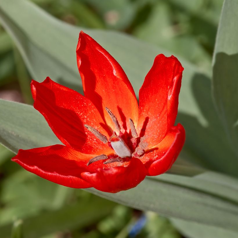 Tulipa praestans Fusilier (Bloei)
