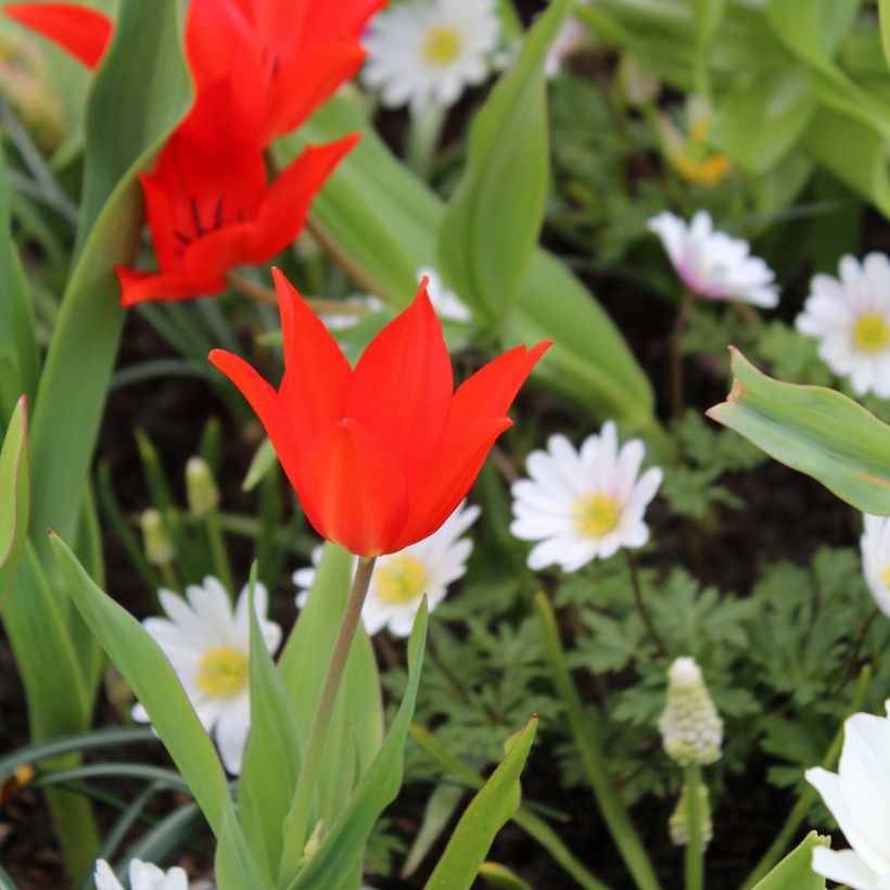 Tulipa praestans Fusilier (Groeiplaats)