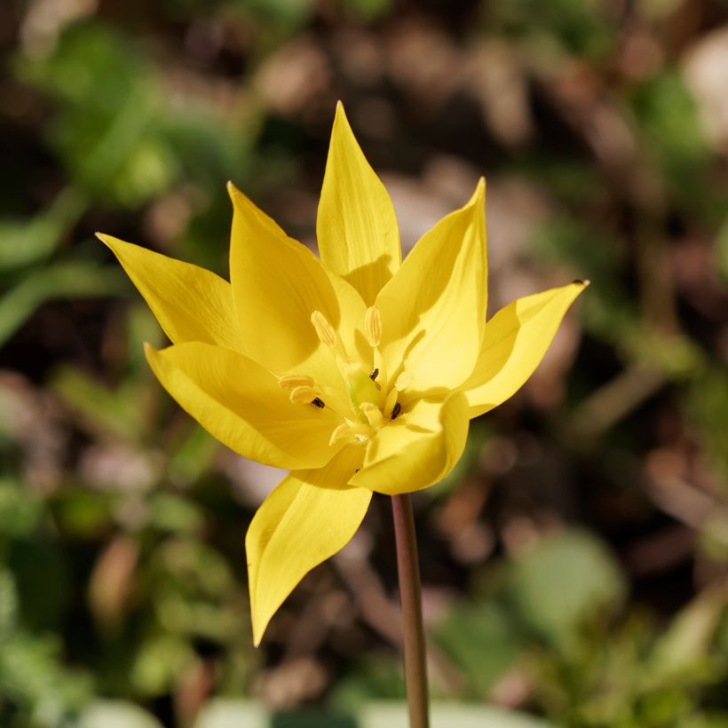 Tulipa sylvestris - Bostulp (Bloei)
