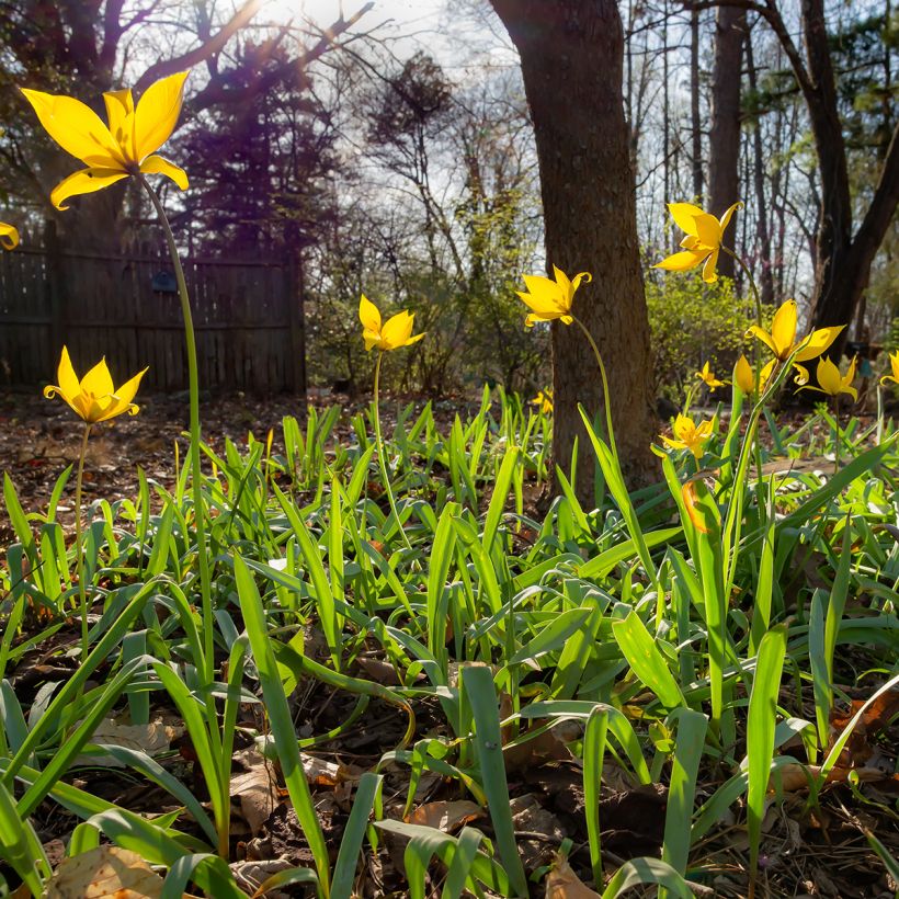 Tulipa sylvestris - Bostulp (Groeiplaats)