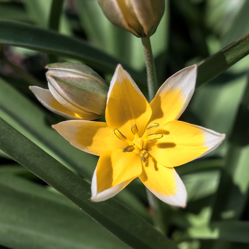 Tulipa tarda - Veelbloemige tulp (Bloei)