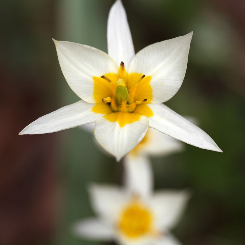 Tulipa turkestanica - Turkestaanse tulp (Bloei)