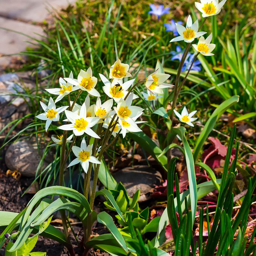 Tulipa turkestanica - Turkestaanse tulp (Groeiplaats)