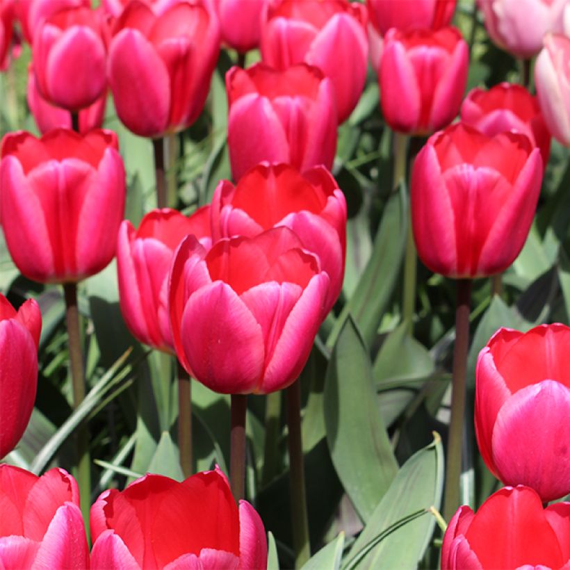 Tulipa Darwin Rosy Delight - Darwintulp (Bloei)