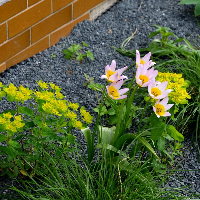 Tulipa saxatilis - Botanische tulp (Groeiplaats)