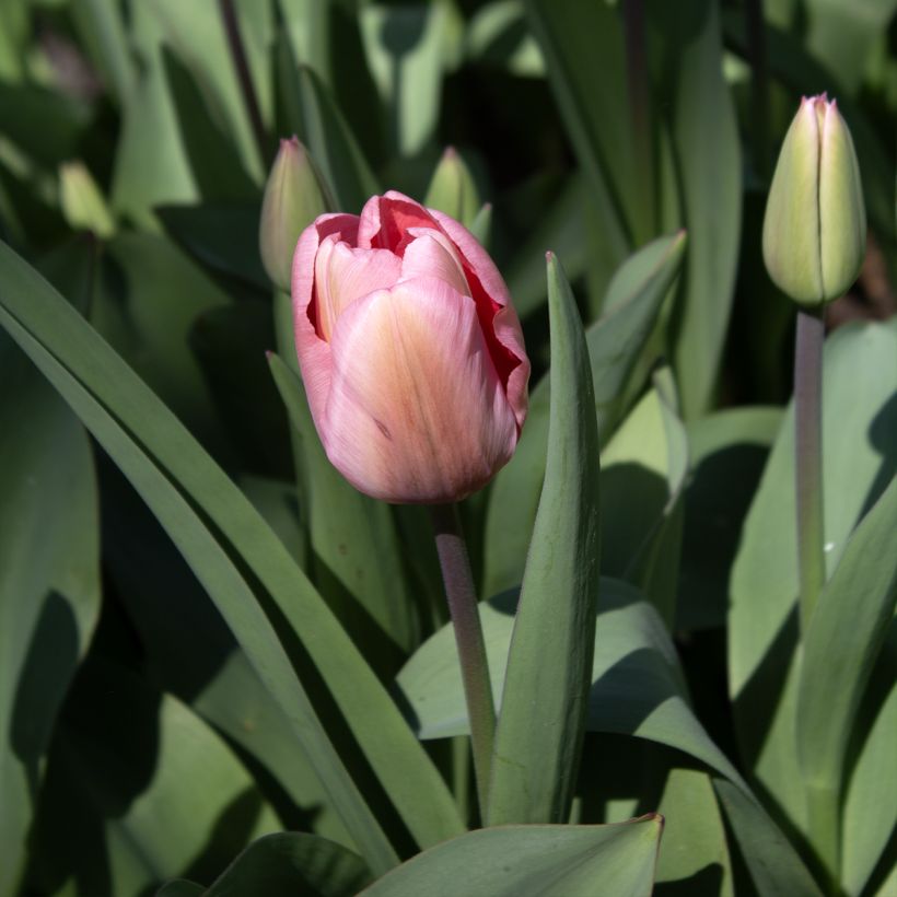 Tulipa Darwin Pink Impression - Darwintulp (Bloei)
