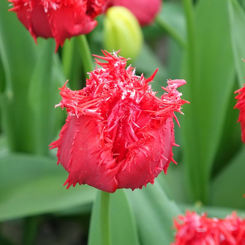 Tulipa crispa Barbados - gefranjerde tulp (Bloei)
