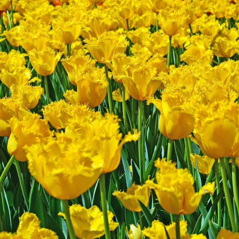 Tulipa crispa Hamilton - gefranjerde tulp (Bloei)