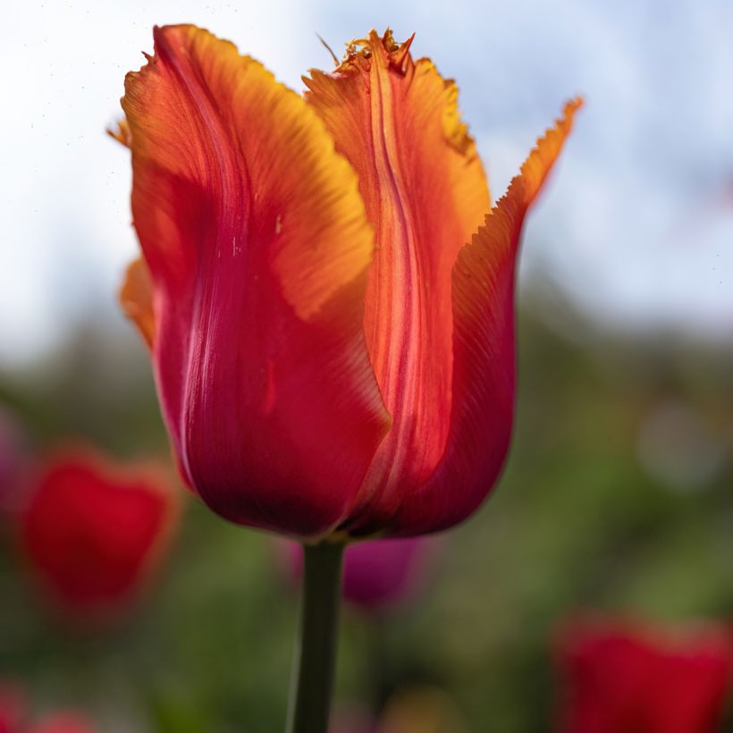 Tulipa crispa Louvre Orange - Gefranjerde tulp (Bloei)