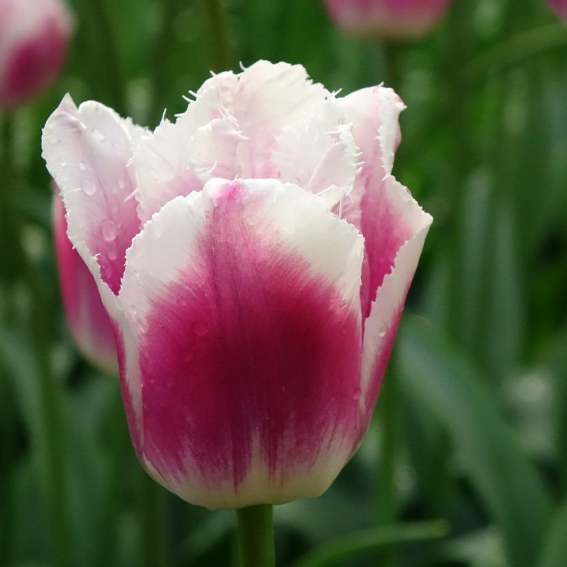 Tulipa crispa Siesta - Gefranjerde tulp (Bloei)