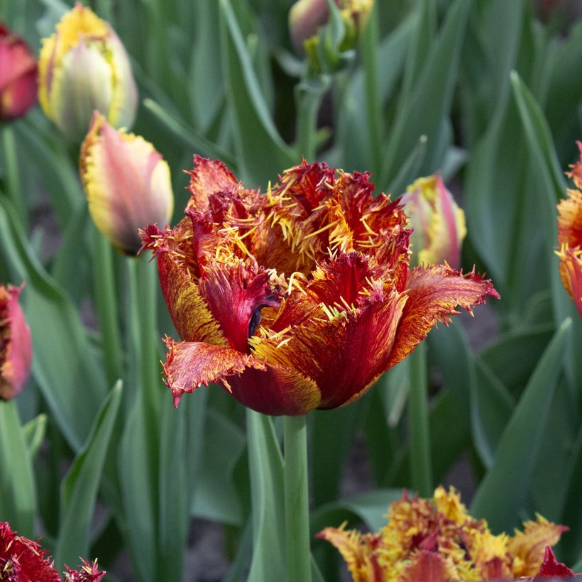 Tulipa crispa Bastia - gefranjerde tulp (Bloei)