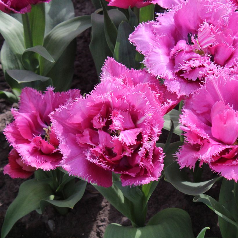 Tulipa crispa Match Point - gefranjerde tulp (Bloei)