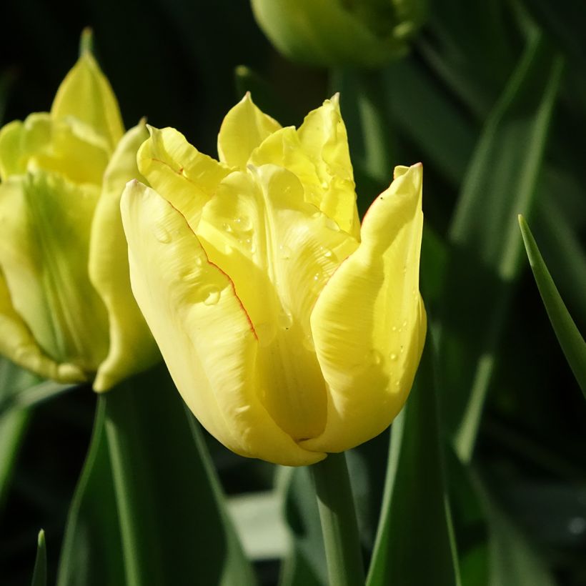 Tulipa Aquilla - Dubbele vroege tulp (Bloei)