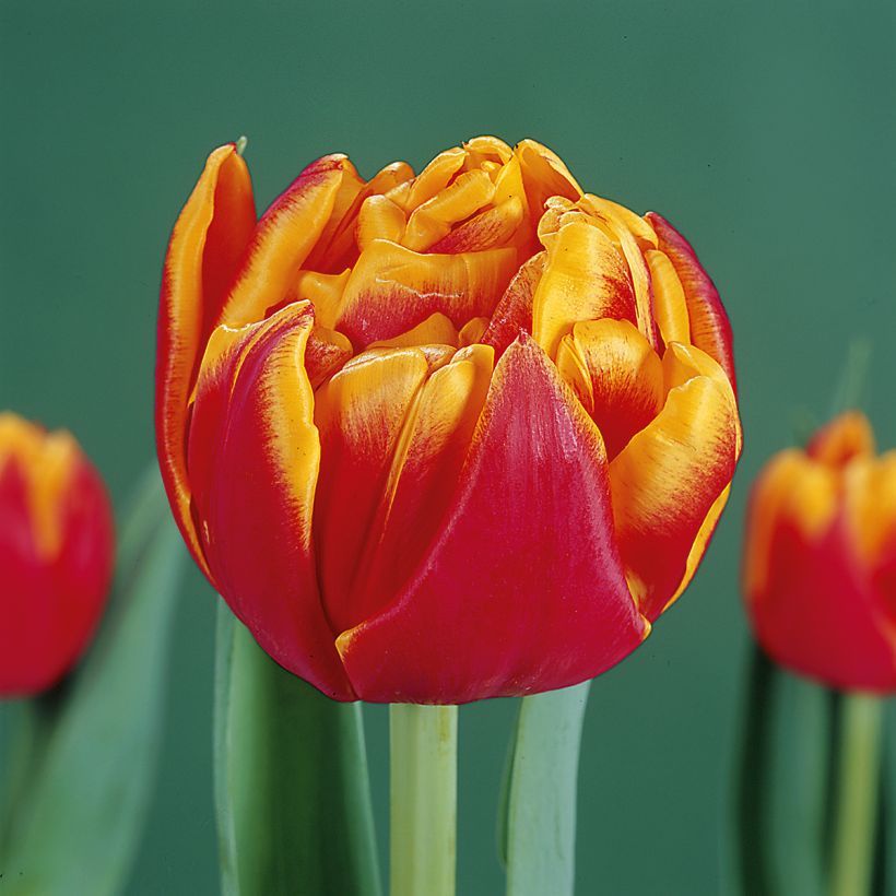 Tulipa Cilesta -  - Vroegbloeiende dubbele tulp (Bloei)