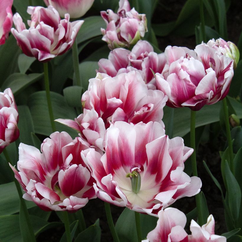 Tulipa Fantasy Lady - Dubbele vroege tulp (Bloei)