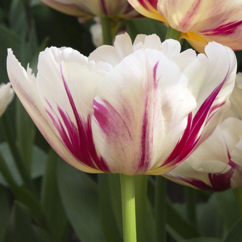Tulipa Flaming Margarita - Dubbele vroege tulp (Bloei)