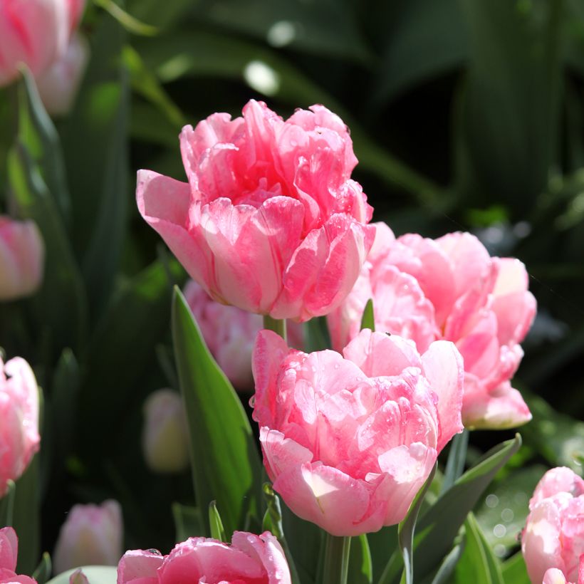 Tulipa Foxtrot - Dubbele vroege tulp (Bloei)
