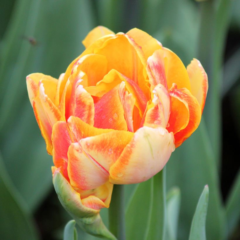 Tulipa Foxy Foxtrot - Dubbele vroege tulp (Bloei)