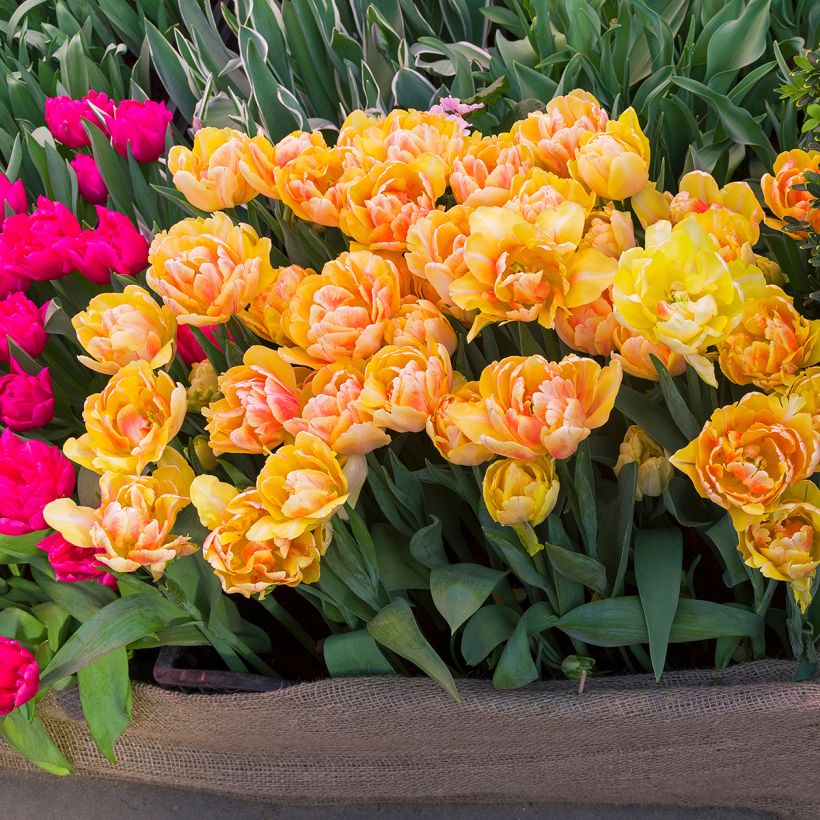 Tulipa Foxy Foxtrot - Dubbele vroege tulp (Groeiplaats)