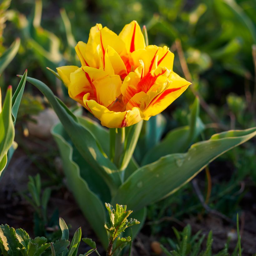 Tulipa Monsella - Dubbele vroege tulp (Groeiplaats)