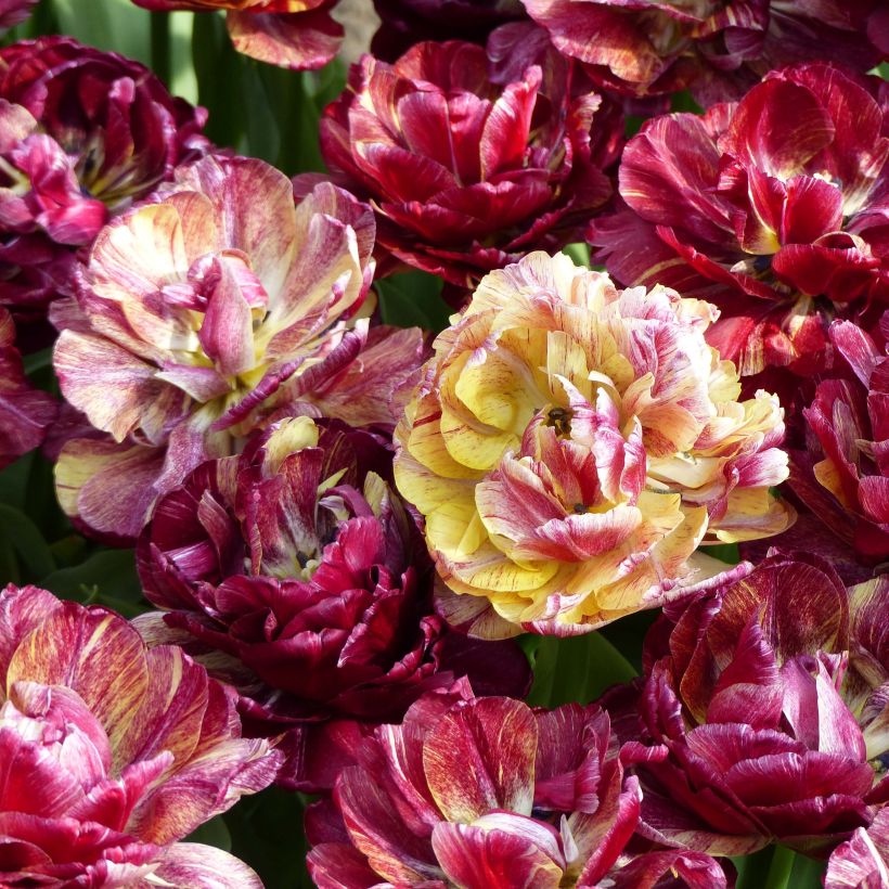 Tulipa Nachwacht - Dubbele vroege tulp (Bloei)