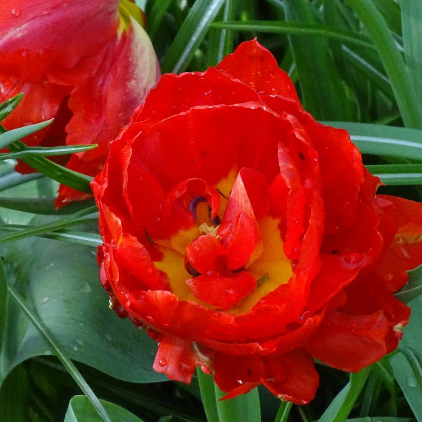 Tulipa Viking - Dubbele vroege tulp (Bloei)