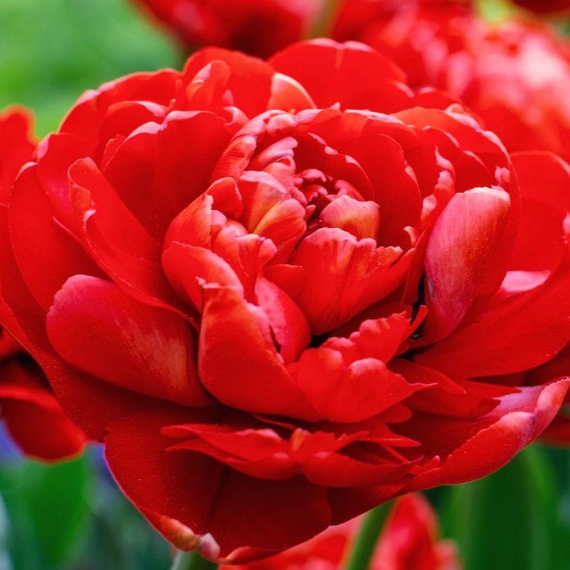 Tulipa Red Baby Doll - Dubbele vroege tulp (Bloei)