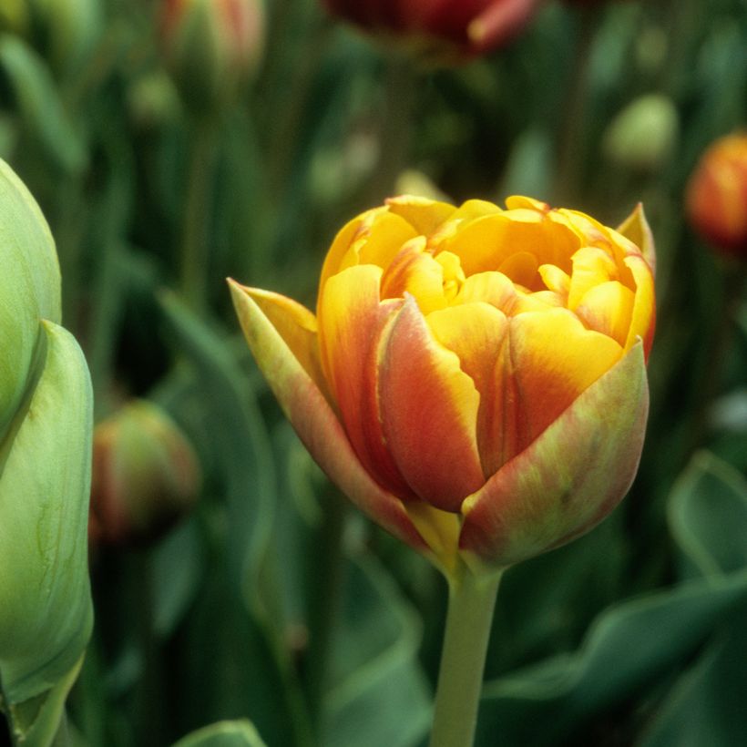 Tulipa Bonanza - Dubbele late tulp (Bloei)