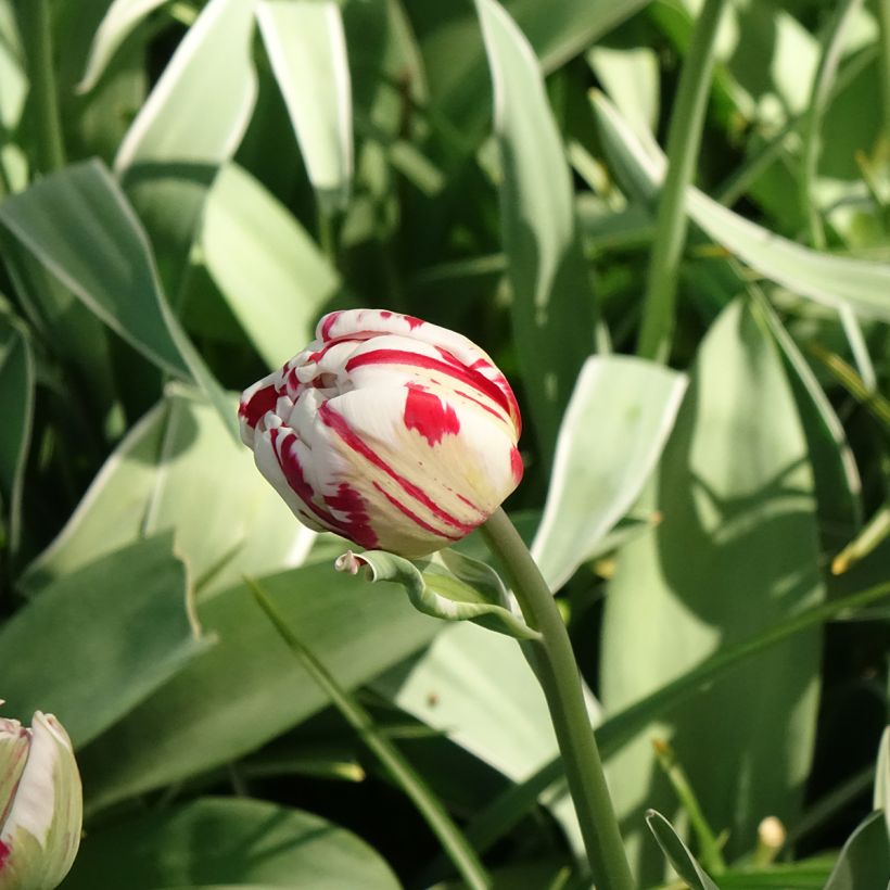 Tulipa Carnaval de Nice - Dubbele late tulp (Bloei)
