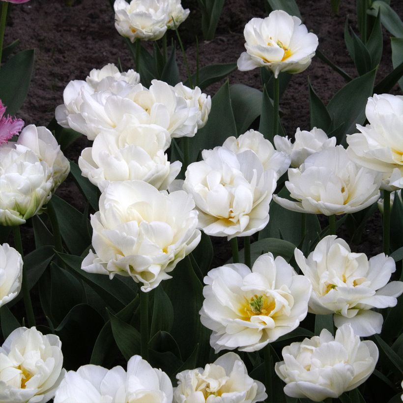 Tulipa Cool - Dubbele late tulp (Bloei)