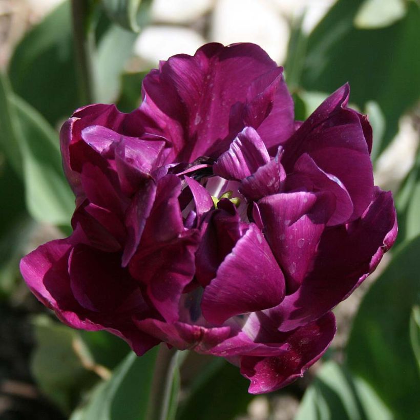 Tulipe double tardive Negrita Double (Bloei)