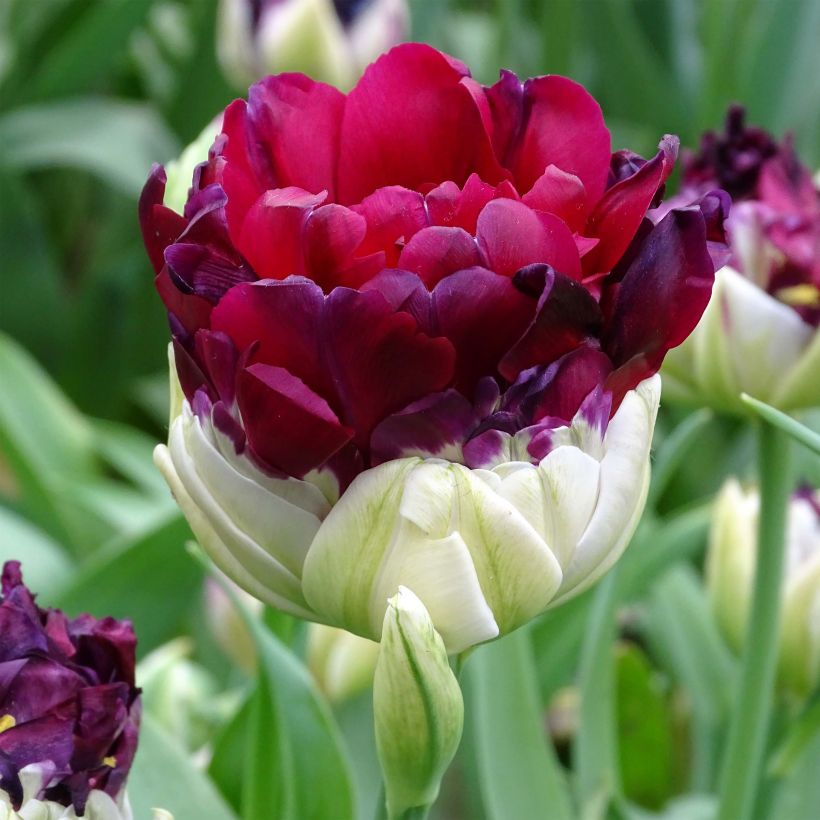 Tulipa Pop Up Purple - Dubbele late tulp (Bloei)