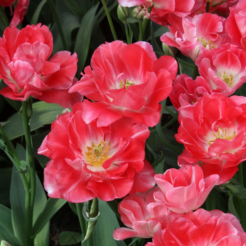 Tulipa Princess Angélique - Dubbele late tulp (Bloei)