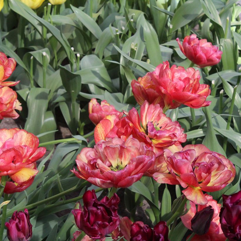 Tulipa Sundowner - Dubbele late tulp (Bloei)
