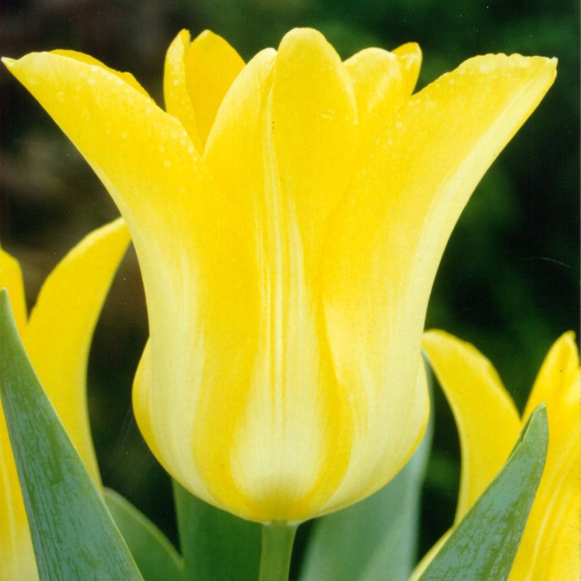 Tulipe Ballade Gold - Leliebloemige tulp (Bloei)