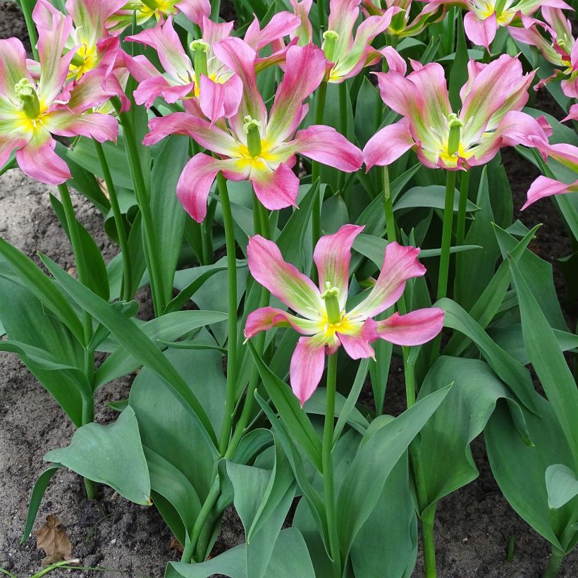 Tulipa Love Dance - Leliebloemige tulp (Groeiplaats)