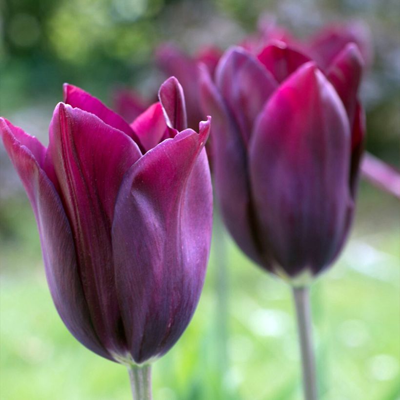 Tulipa Merlot - Leliebloemige tulp (Bloei)