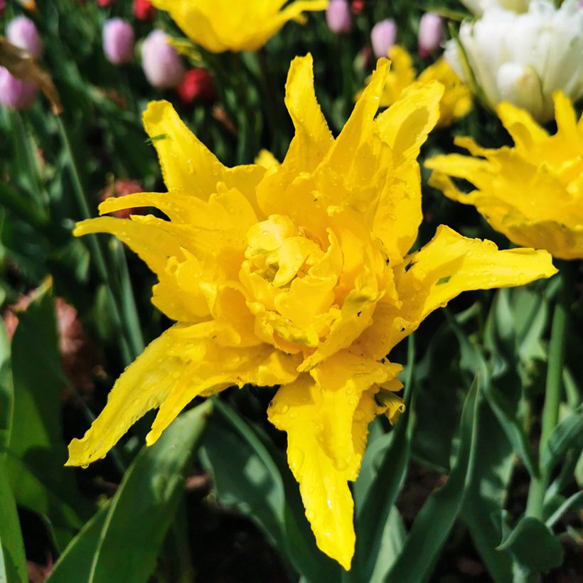 Tulipa Yellow Spider - Leliebloemige tulp (Bloei)