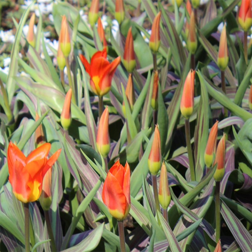 Tulipa fosteriana Juan - Fosteriana-tulp (Bloei)