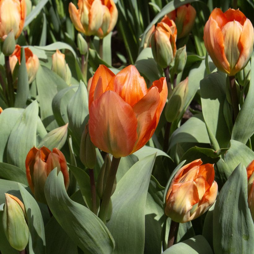 Tulipa fosteriana Orange Emperor - Fosteriana-tulp (Bloei)