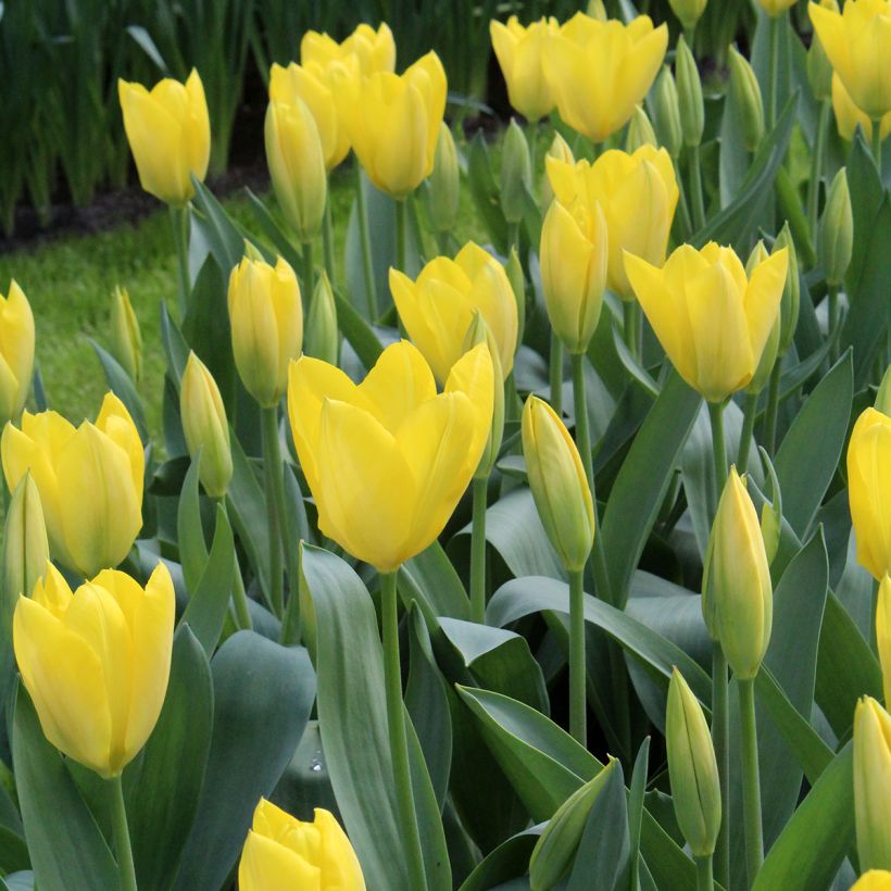 Tulipa fosteriana Sweetheart - Fosteriana-tulp (Bloei)