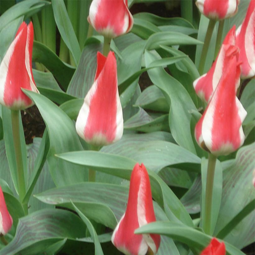 Tulipa greigii Pinocchio - Greigii‑tulp (Bloei)