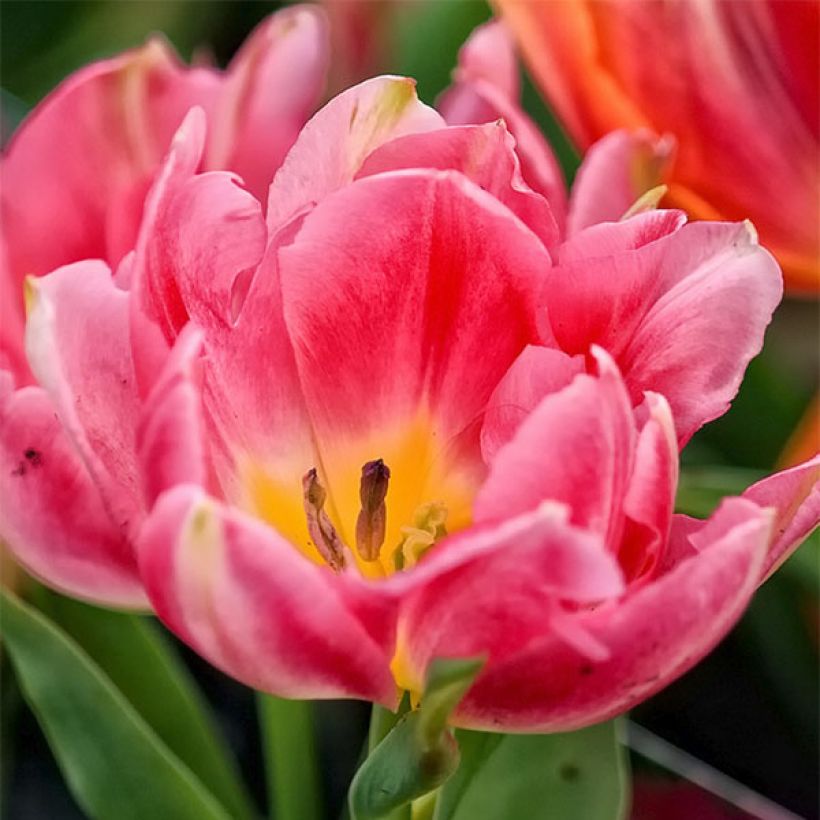 Tulipa Peach Blossom - Dubbele vroege tulp (Bloei)