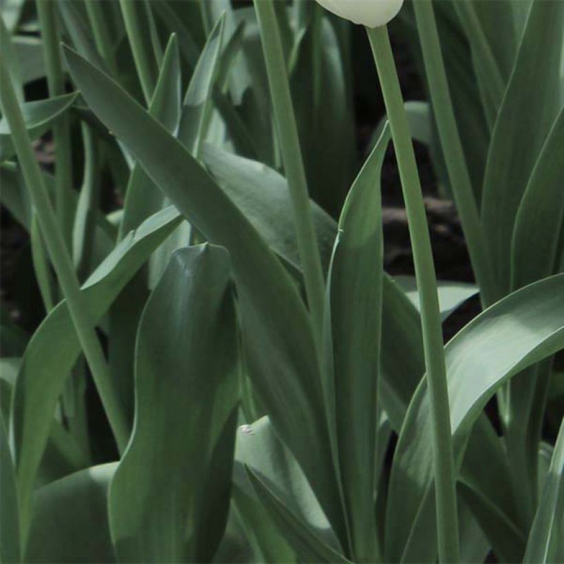 Tulipa Mysterious Parrot - Papegaaitulp (Blad)